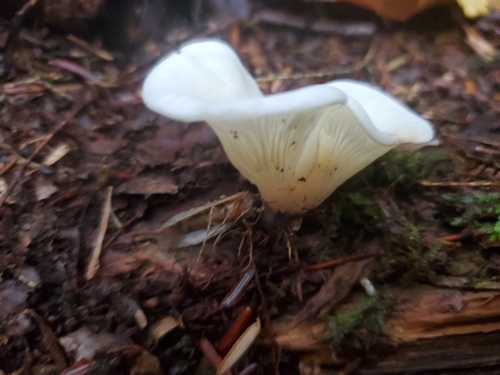 Pleurotus porrigens — photo