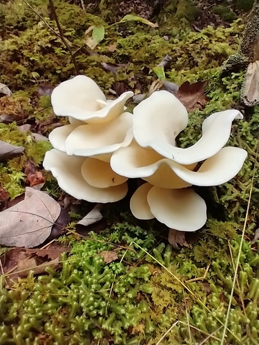 Pleurotus porrigens