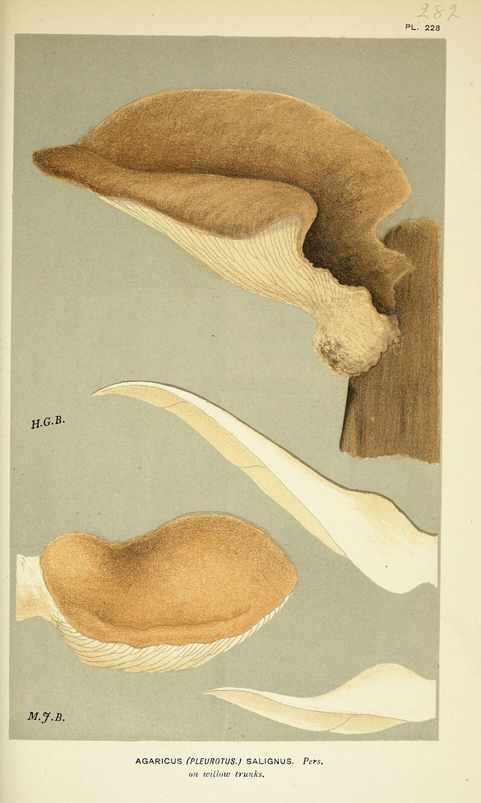 Pleurotus salignus — photo