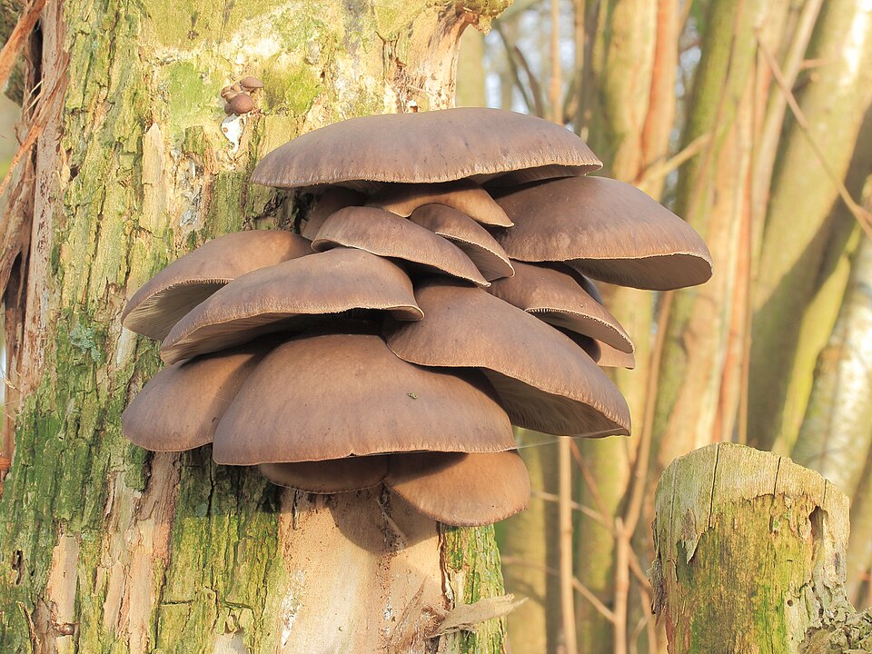 Pleurotus salignus
