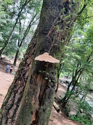 Pleurotus smithii — photo