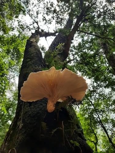 Pleurotus smithii — photo