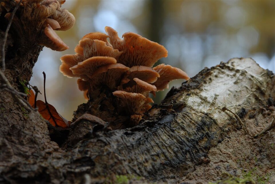 Pleurotus spp. (mushroom) — photo