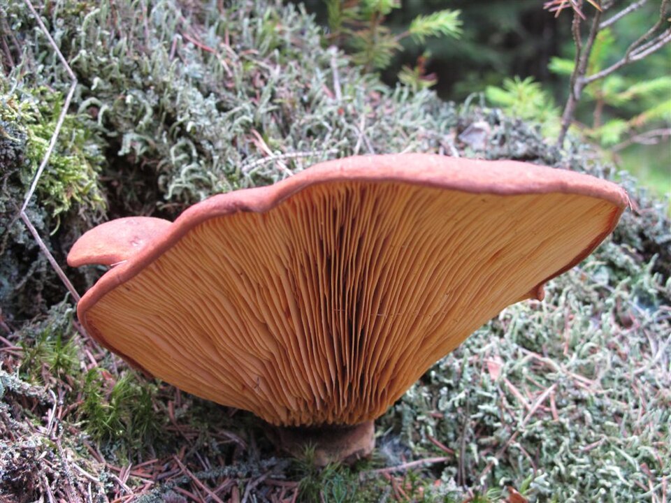 Pleurotus spp.
