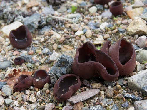 Plicaria badia — photo
