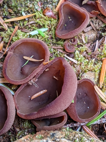 Plicaria badia — photo