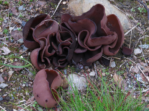 Plicaria badia