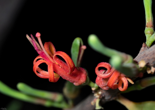 Plicosepalus acaciae (Acacia strap flower) — photo