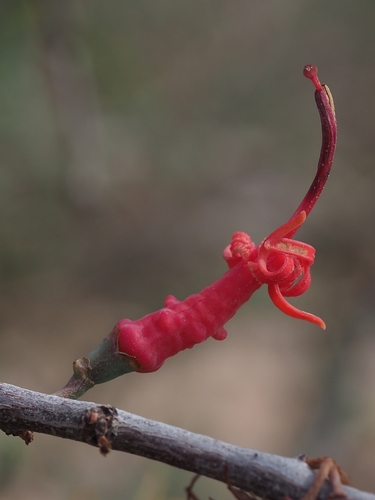 Plicosepalus acaciae (Acacia strap flower) — photo
