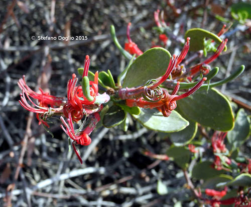 Plicosepalus acaciae