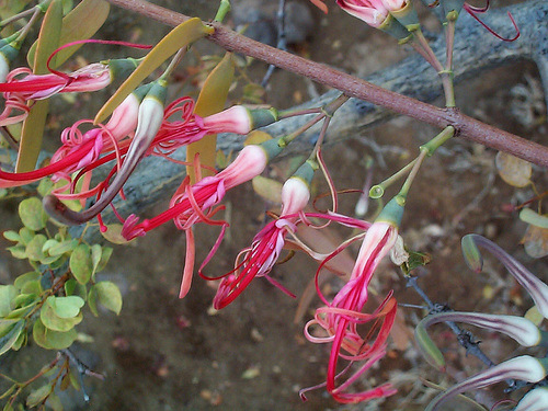 Plicosepalus kalachariensis (Acacia mistletoe) — photo