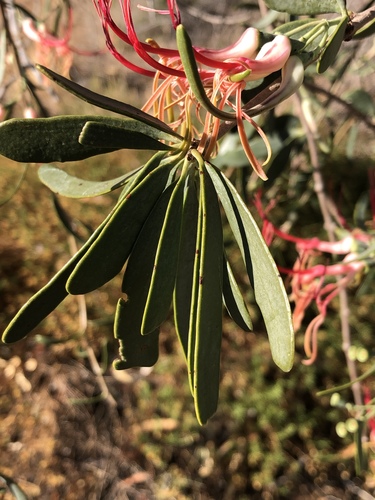 Plicosepalus kalachariensis (Acacia mistletoe) — photo