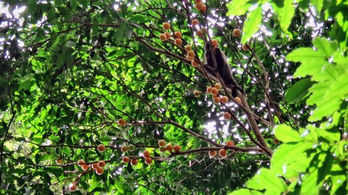 Plinia edulis