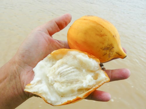 Plinia inflata