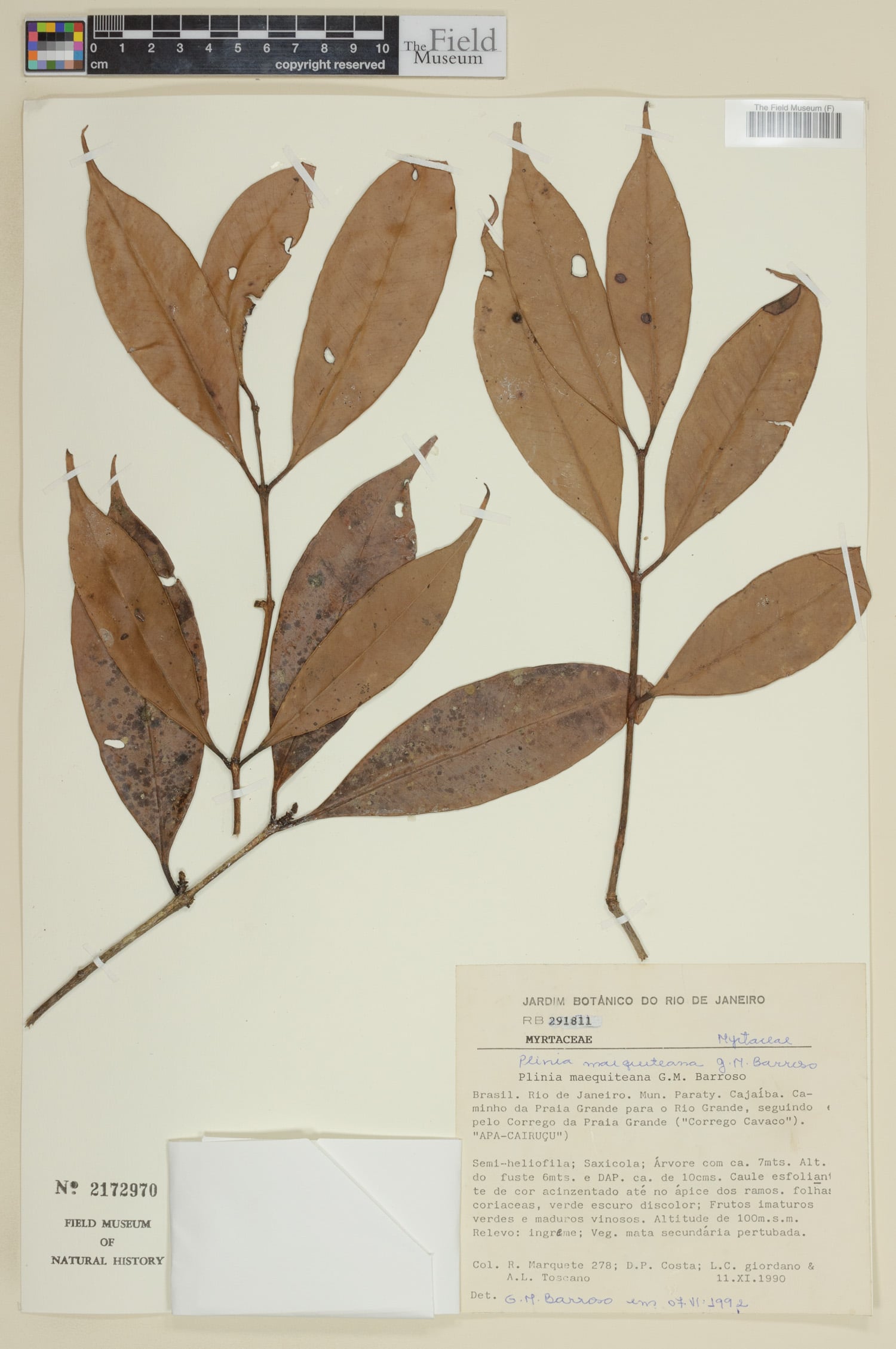 Plinia marqueteana