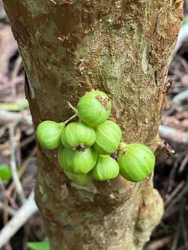 Plinia phitrantha (Jacoticana costada) — photo