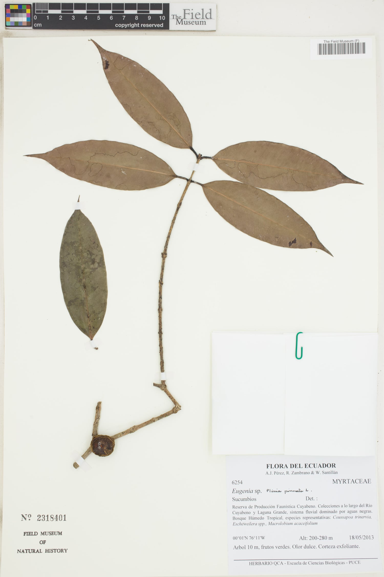Plinia pinnata