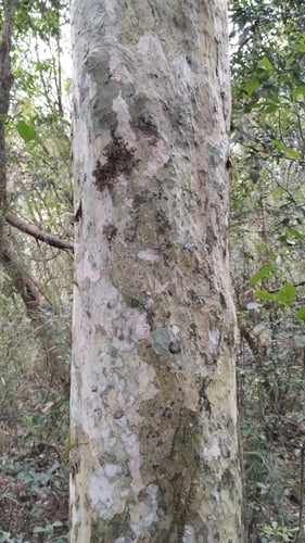 Plinia rivularis (Jaboticabarana) — photo