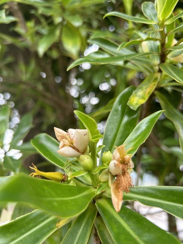 Ploiarium alternifolium — photo