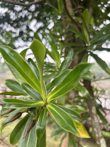 Ploiarium alternifolium — photo