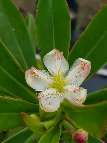 Bonnetiaceae