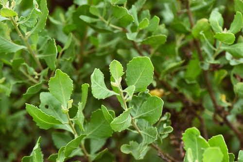 Pluchea indica (Indian sage) — photo