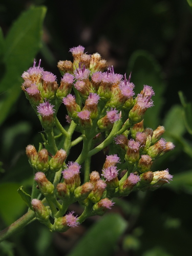 Pluchea indica (Indian sage) — photo
