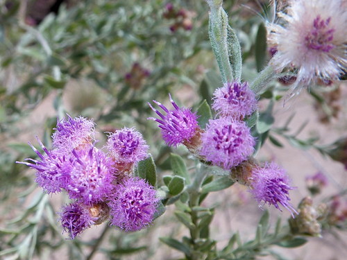 Pluchea sericea (Arrow weed) — photo