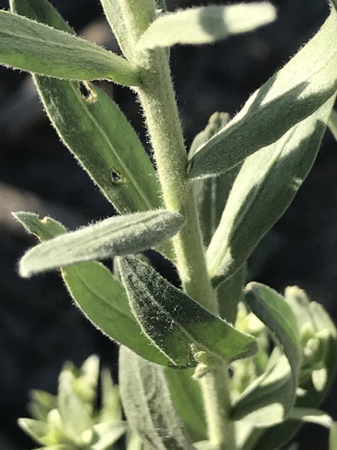 Pluchea sericea (Arrow weed) — photo