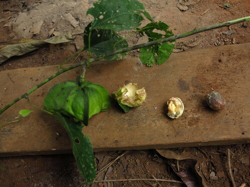 Plukenetia conophora