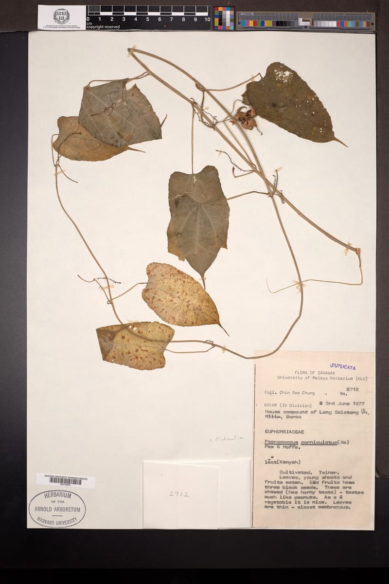 Plukenetia corniculata — photo