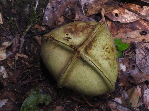 Plukenetia polyadenia