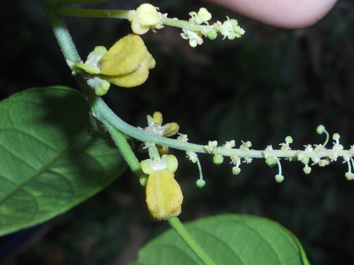 Plukenetia serrata (Ticazo-mirim) — photo