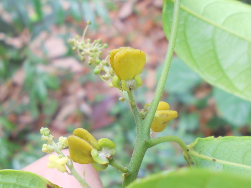 Plukenetia serrata (Ticazo-mirim) — photo