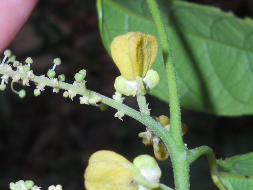 Plukenetia serrata