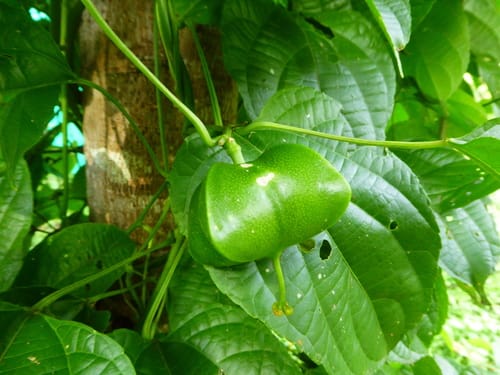 Plukenetia volubilis (Inca peanut) — photo