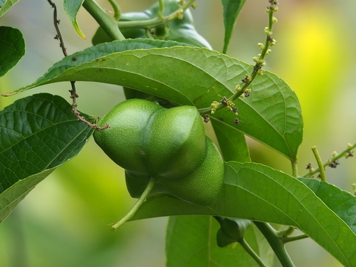 Plukenetia volubilis