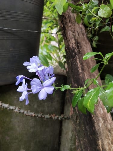 Plumbago auriculata (Blue lead wort) — photo
