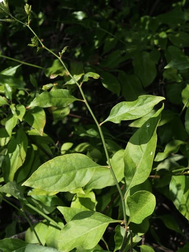 Plumbago zeylanica (Ceylon Leadwort) — photo