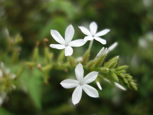 Plumbago zeylanica (Ceylon Leadwort) — photo