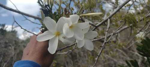 Plumeria obtusa (Singapore frangipani tree) — photo