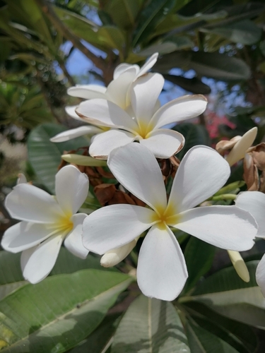 Plumeria obtusa