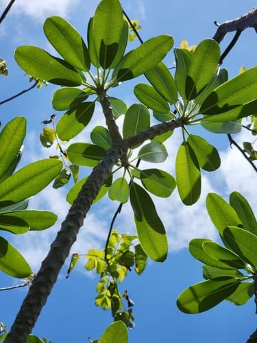 Plumeria obtusa (Singapore frangipani tree) — photo