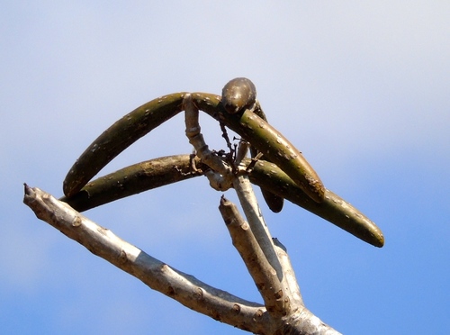Plumeria rubra f. acutifolia (Pagoda tree) — photo