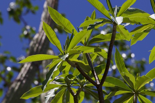 Plumeria rubra f. acutifolia (Pagoda tree) — photo