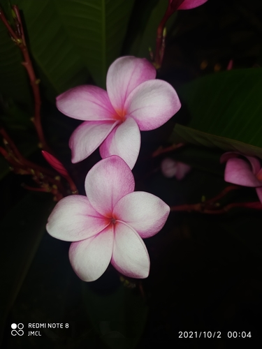 Plumeria rubra f. acutifolia