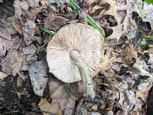 Pluteus atricapillus (Deer mushroom) — photo
