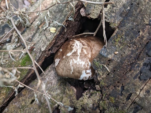 Pluteus atricapillus