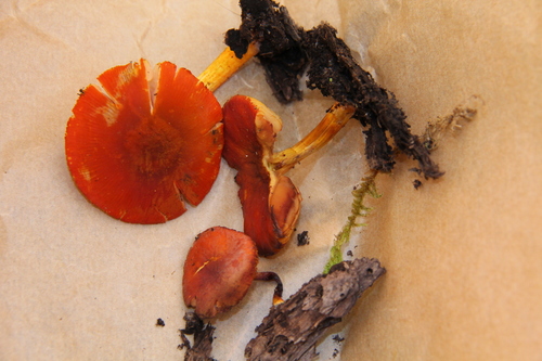 Pluteus aurantiorugosus — photo