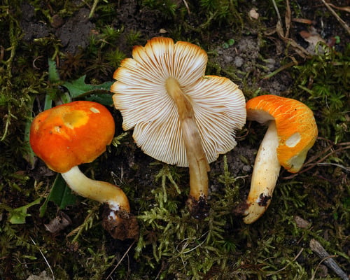 Pluteus aurantiorugosus
